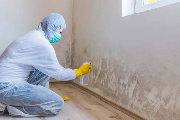 Licensed Attic Mold Removal service in Dornsife, PA - WQB Mold Removal