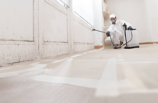 Trusted Attic Mold Removal service in Dornsife, PA - WQB Mold Removal