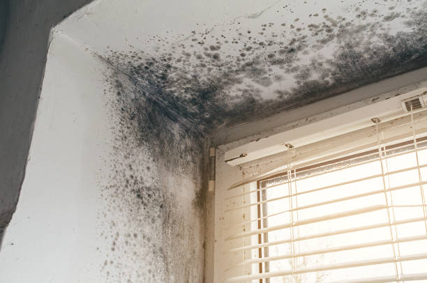 Affordable Attic Mold Removal solutions in Dornsife, PA