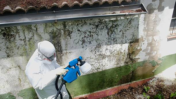 Top rated local Attic Mold Removal specialists in Dornsife, PA
